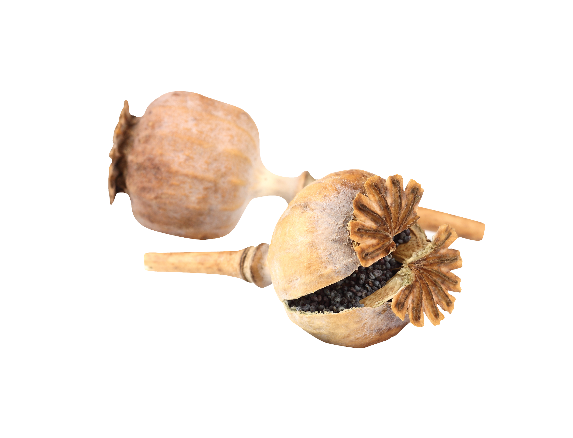 Poppy Seed