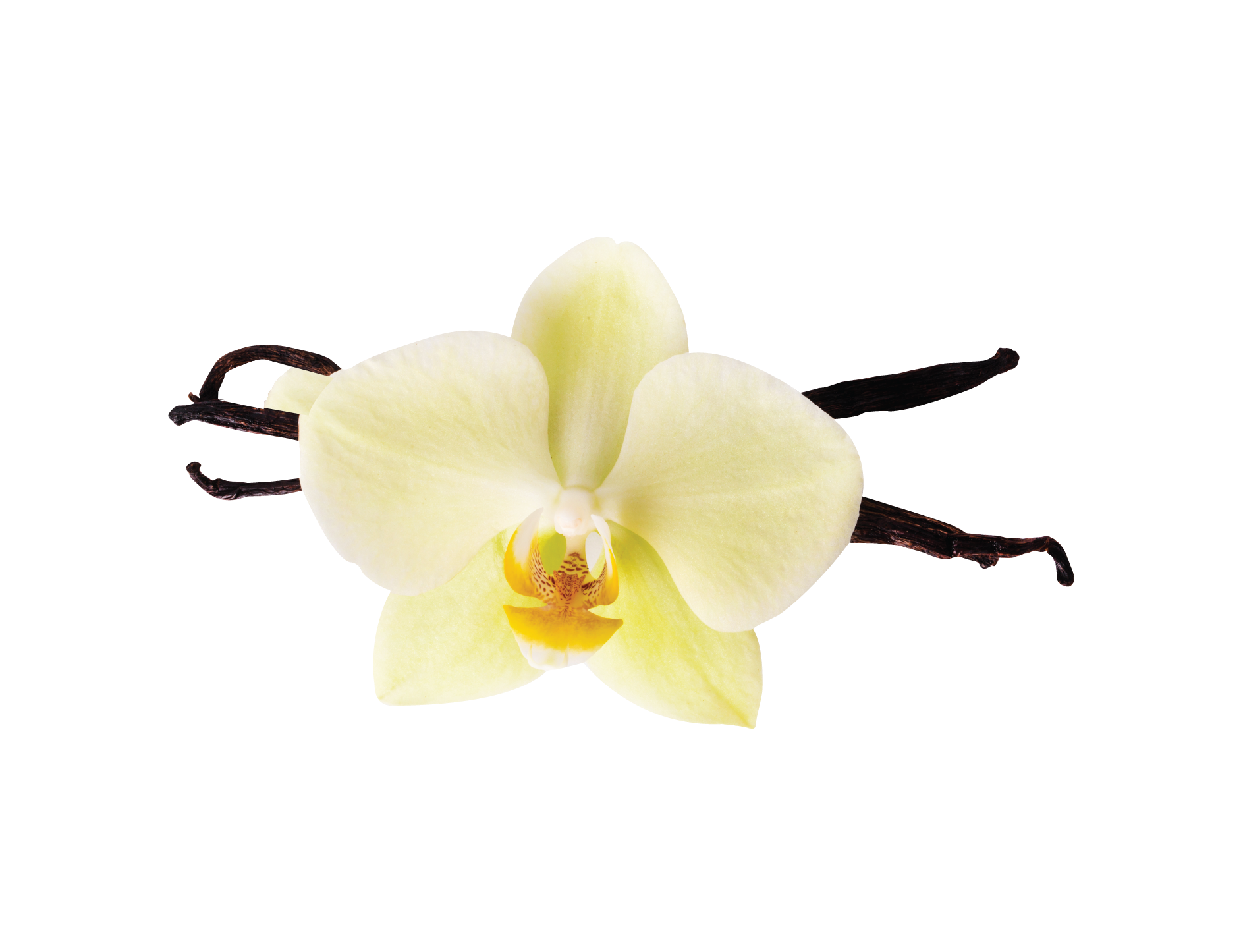 Vanilla